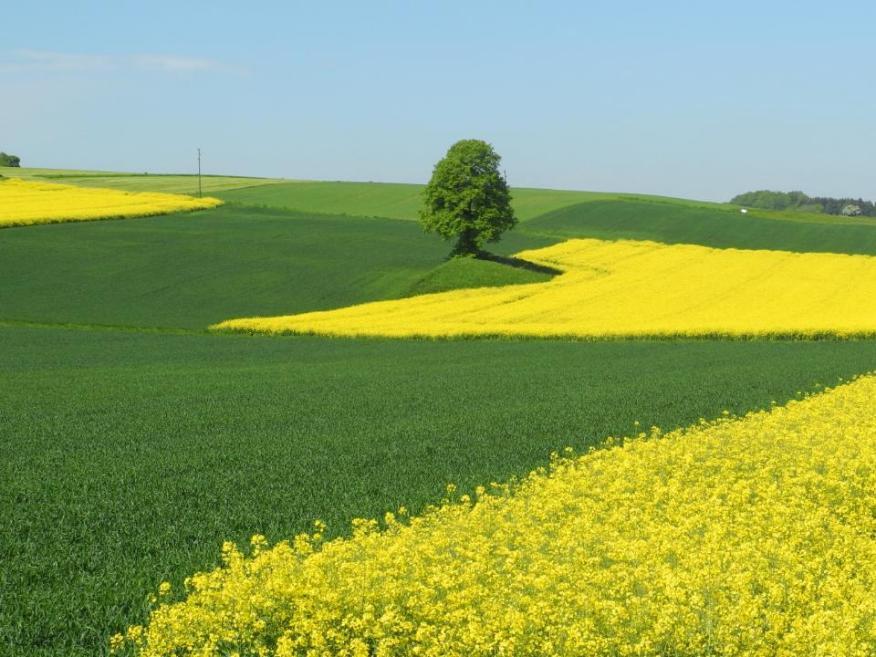 Ein gelb blühendes Rapsfeld neben einer grünbewachsenen Ackerfläche, im Hintergrund ein alleinstehender Baum.