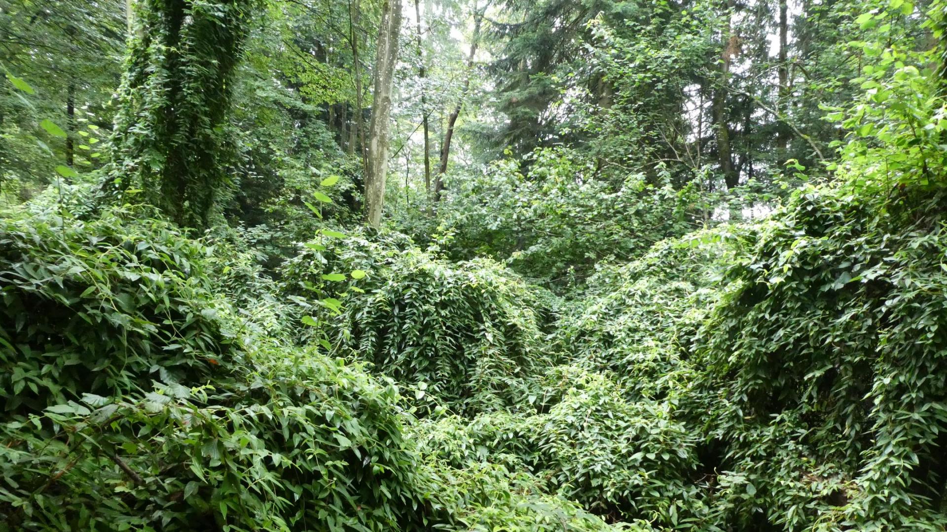 Henrys Geissblatt überwuchert eine Waldfläche