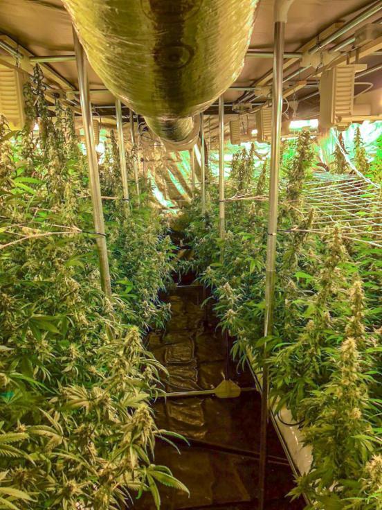 Hanf-Indooranlage mit über 700 erntereifen Pflanzen in Uster.