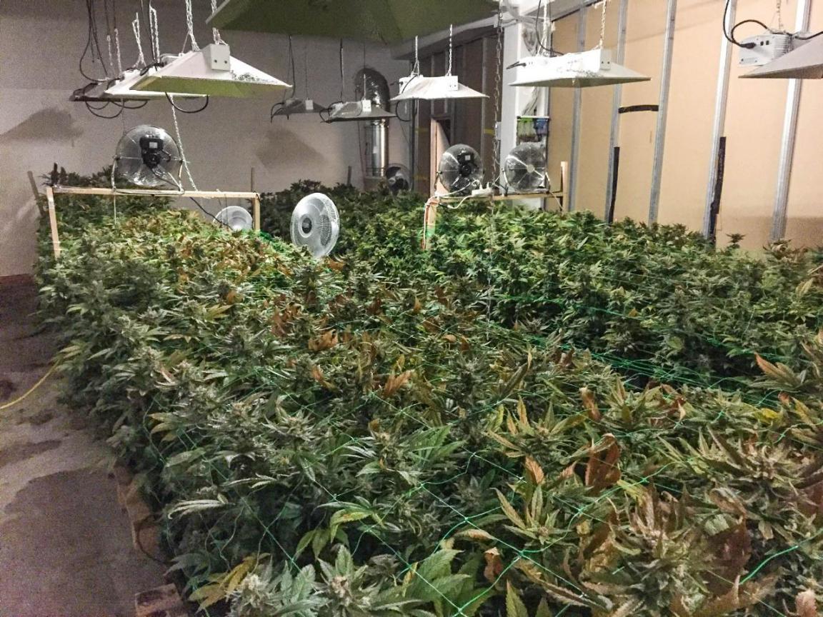 Hanf-Indooranlage mit rund 1500 Pflanzen ausgehoben.