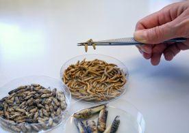 Insekten als Menübestandteil: Analysenvorbereitung von Insekten