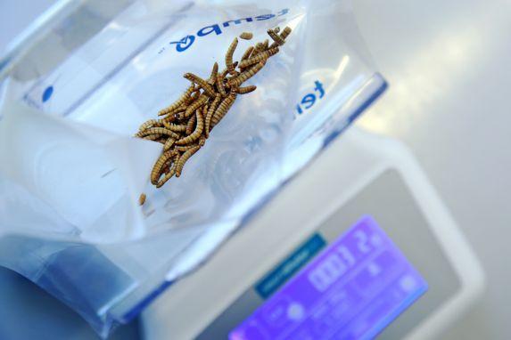 Analysenvorbereitung von Insekten.