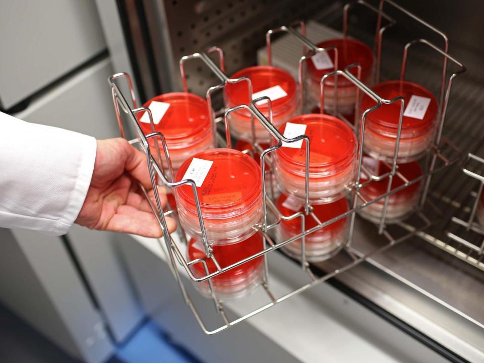 Eine Kontrolle des Labors: Mikrobiologie.