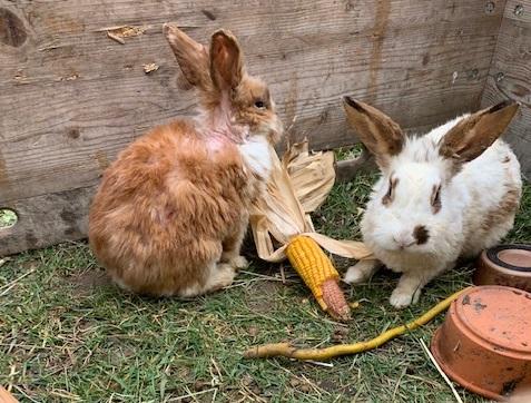 Die zwei fressenden Kaninchen. 