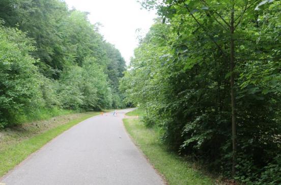 Strasse gesäumt von Wald