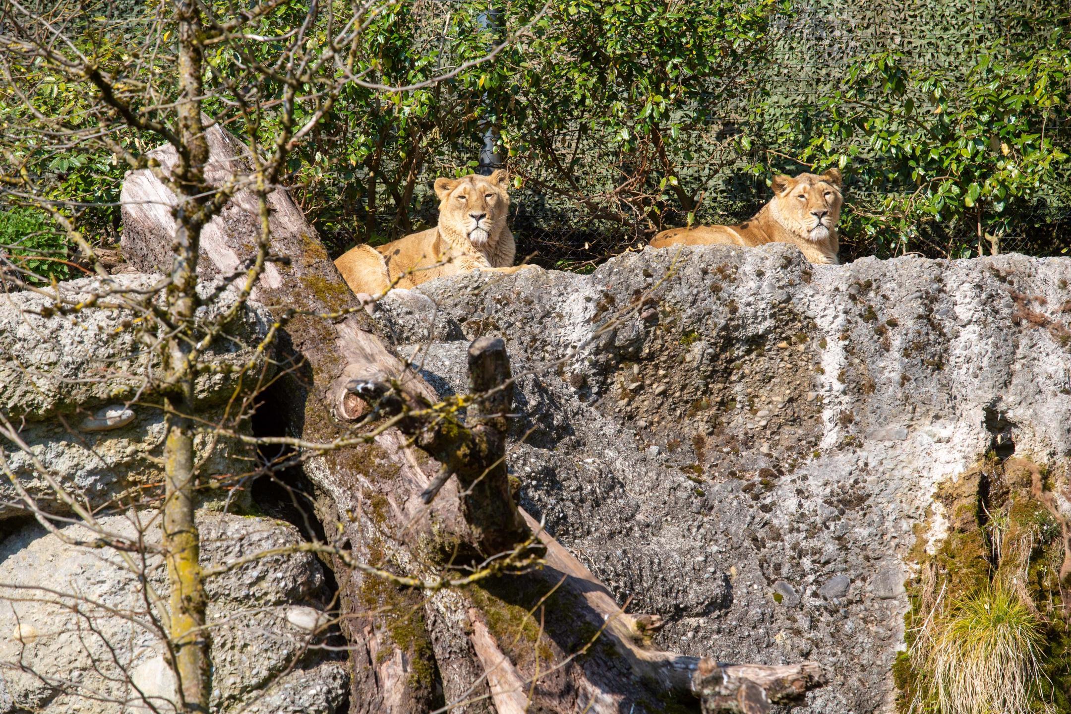 Mit einer Medienkonferenz vor dem Löwinnen-Gehege im Zoo Zürich haben JI-Vorsteherin Jacqueline Fehr und Frauenzentrale-Präsidentin Rosmarie Quadranti die Kampagne am Freitag gestartet. In einem symbolischen Akt hat ihnen dabei «alliance F»-Vertreterin Agnes Schubert den Stab überreicht und der Zürcher Aktion gutes Gelingen gewünscht.Zuerich, 16.4.2021