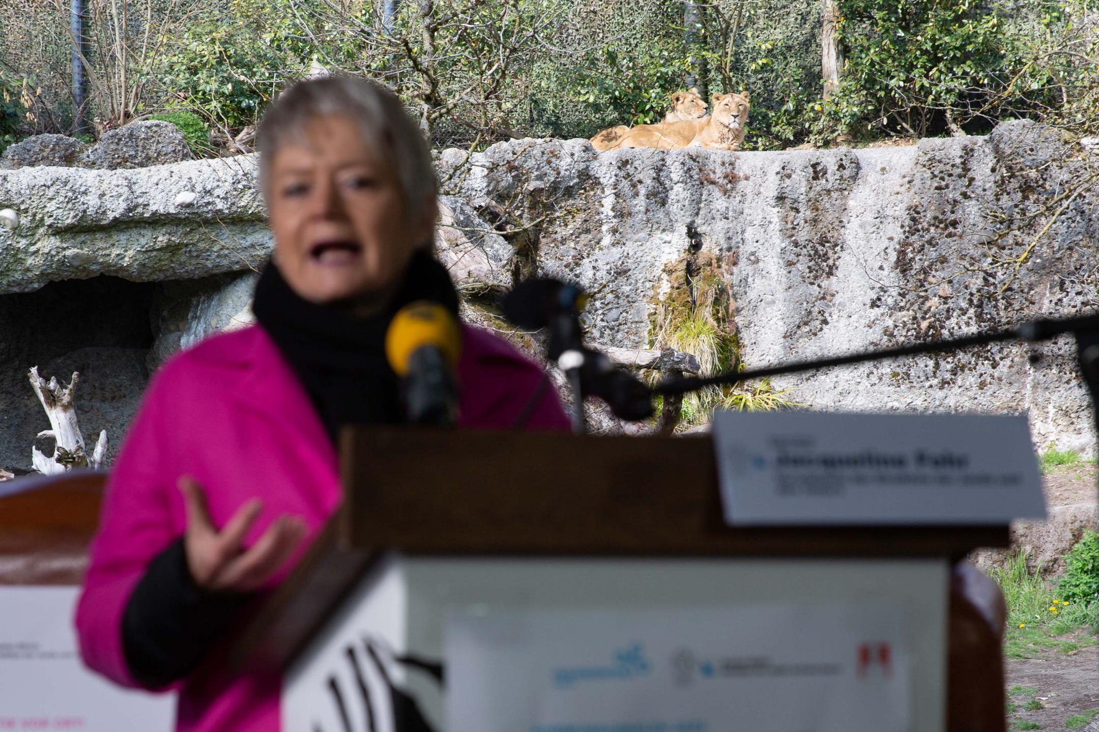 Mit einer Medienkonferenz vor dem Löwinnen-Gehege im Zoo Zürich haben JI-Vorsteherin Jacqueline Fehr und Frauenzentrale-Präsidentin Rosmarie Quadranti die Kampagne am Freitag gestartet. In einem symbolischen Akt hat ihnen dabei «alliance F»-Vertreterin Agnes Schubert den Stab überreicht und der Zürcher Aktion gutes Gelingen gewünscht.JI-Vorsteherin Jacqueline Fehr Zuerich, 16.4.2021