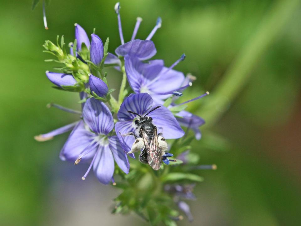 Blaue Ehrenpreis-Sandbiene (Andrena viridescens)