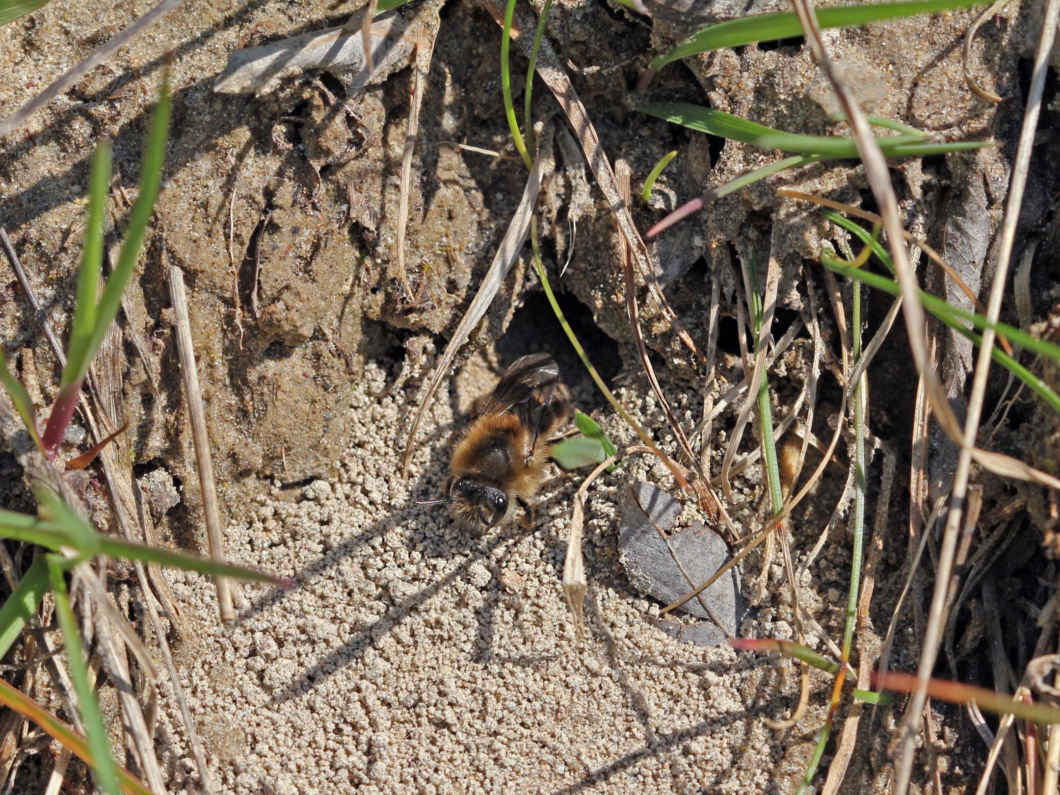 Frühlings-Seidenbiene (Colletes cunicularius)