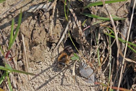 Frühlings-Seidenbiene (Colletes cunicularius)