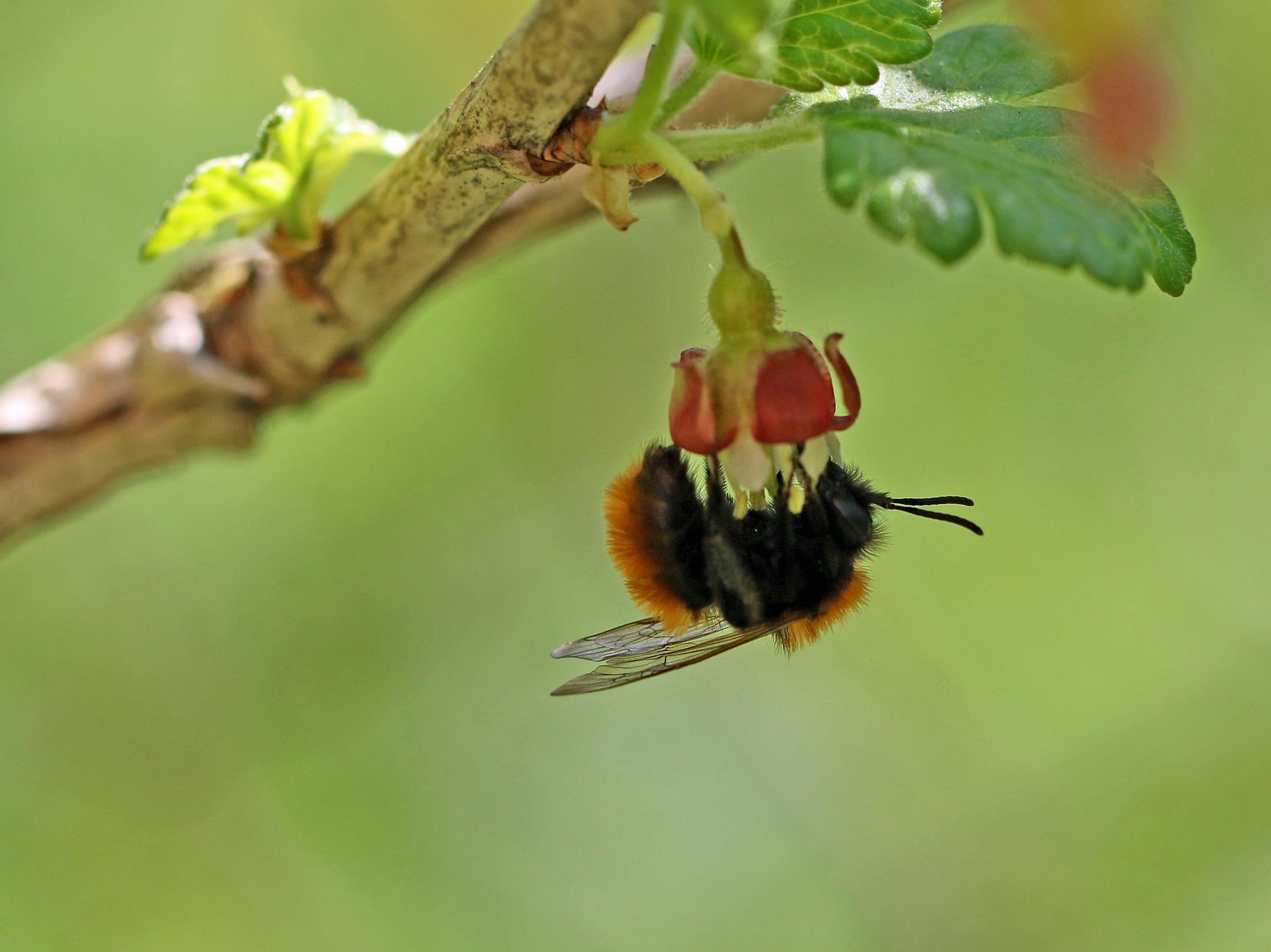 Fuchsrote Lockensandbiene (Andrena fulva)