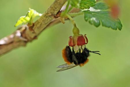 Fuchsrote Lockensandbiene (Andrena fulva)