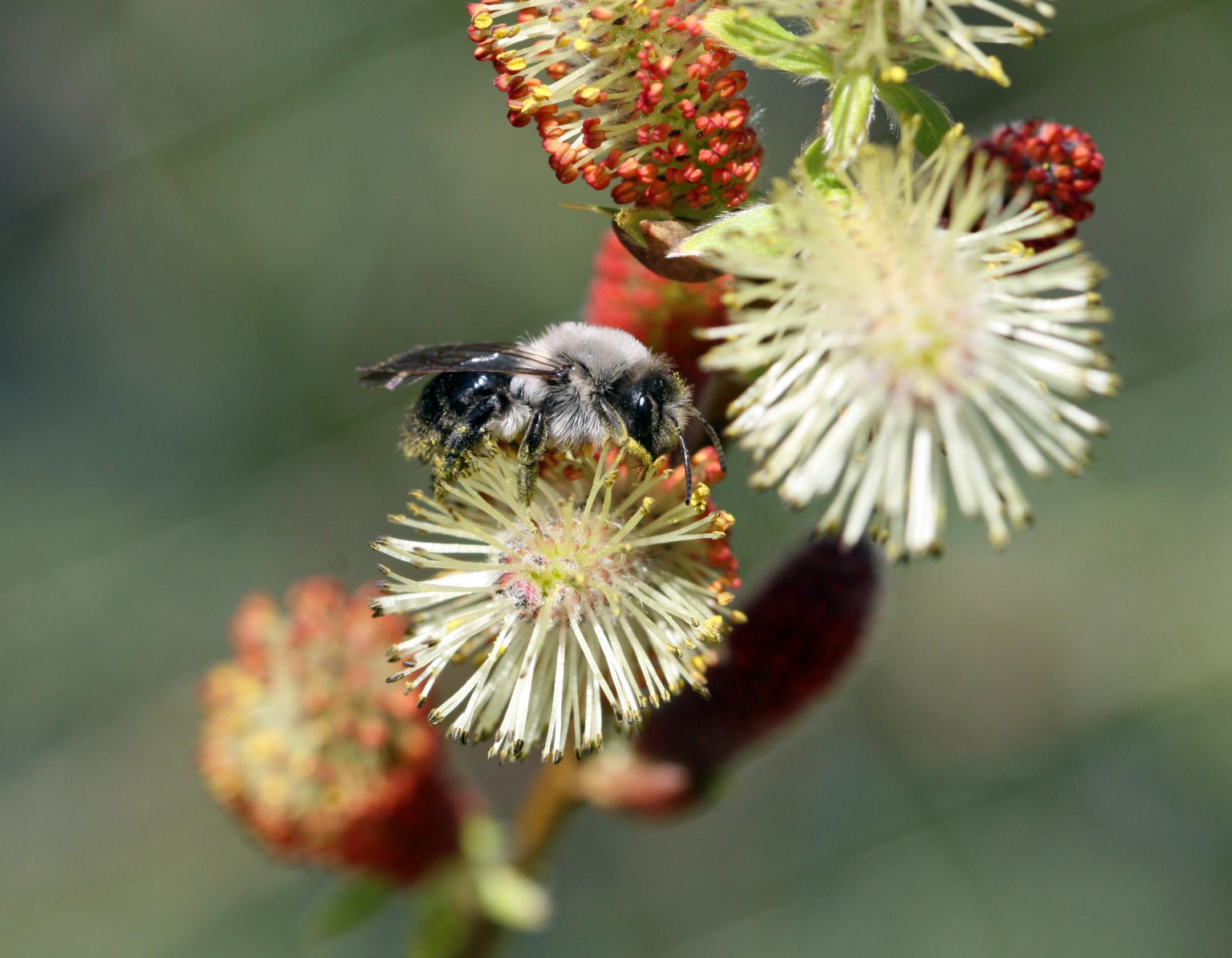 . Grosse Weiden-Sandbiene (Andrena vaga)