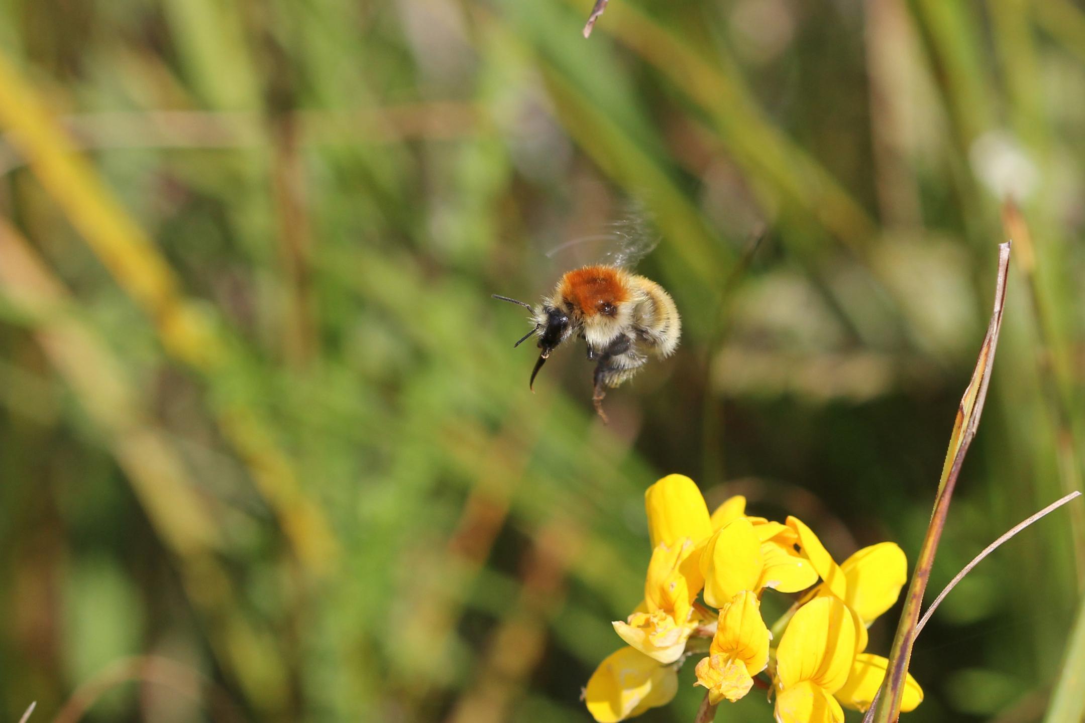 Mooshummel (Bombus muscorum)