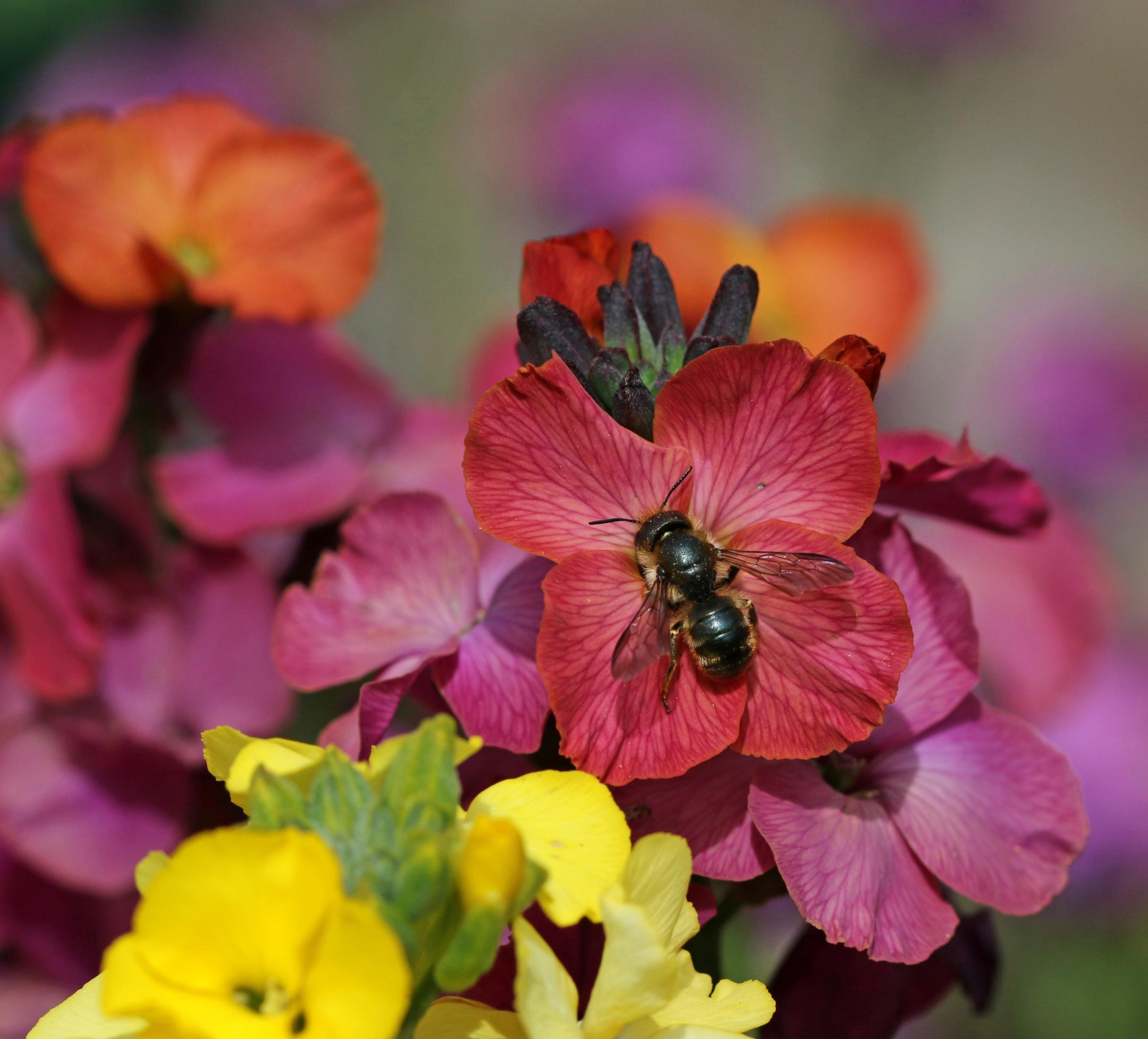 Schöterich-Mauerbiene (Osmia brevicornis)