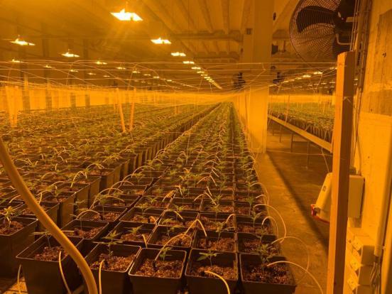 Tausende von Hanfpflanzen auf Tischen in Indoor-Hanfanlage