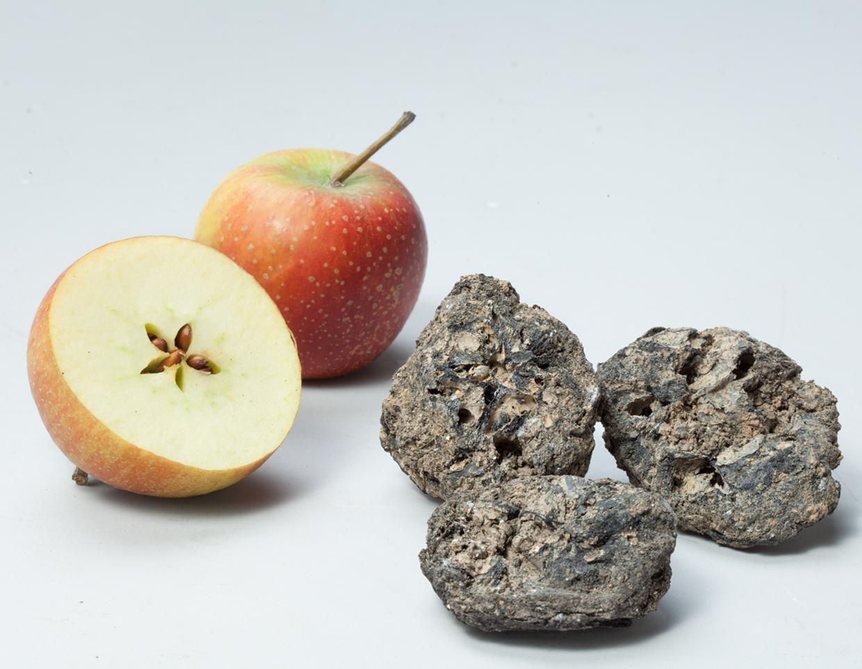 Die grauschwarzen Klumpen von der Otelfinger Schmittengasse bringen Archäologinnen zum Staunen. Es sind verkohlte Äpfel und weil sie grösser sind als Wildäpfel, gelten sie als frühester Nachweis kultivierter Äpfel.
