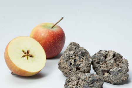 Die grauschwarzen Klumpen von der Otelfinger Schmittengasse bringen Archäologinnen zum Staunen. Es sind verkohlte Äpfel und weil sie grösser sind als Wildäpfel, gelten sie als frühester Nachweis kultivierter Äpfel.