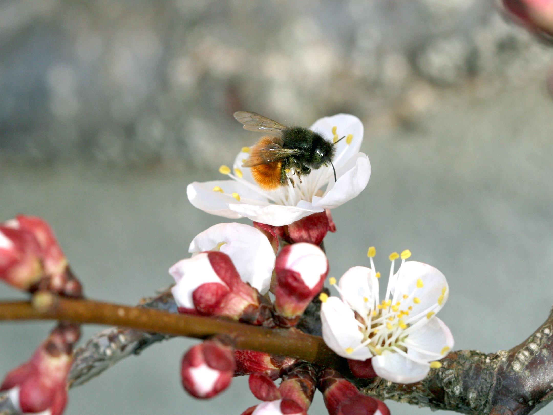 Die Gehörnte Mauerbiene 