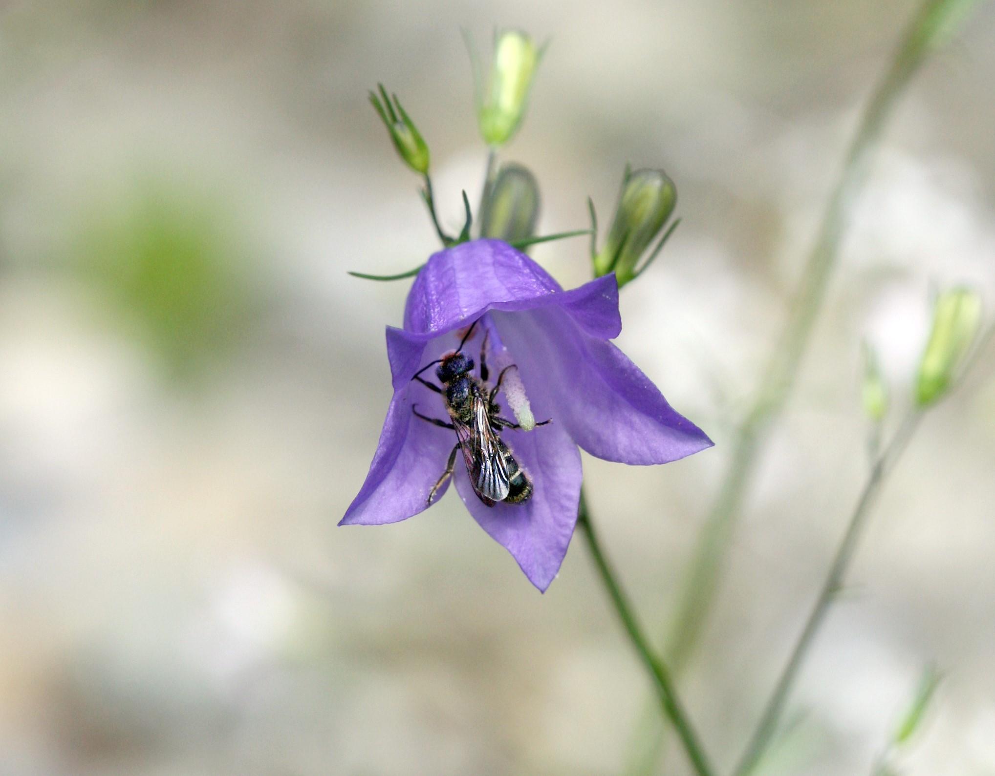Chelostoma Rapunculi