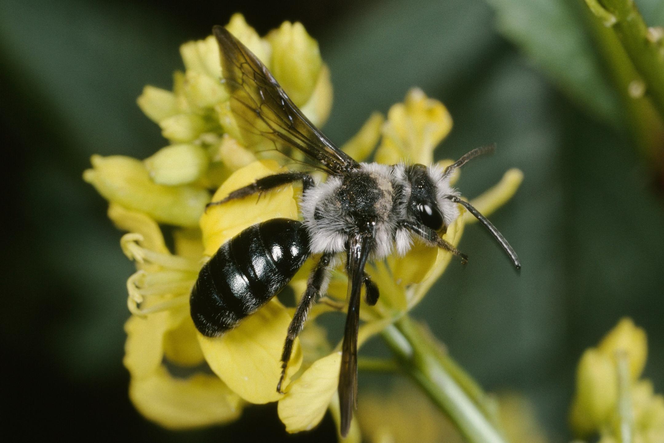 Die Schwarzblaue Sandbiene