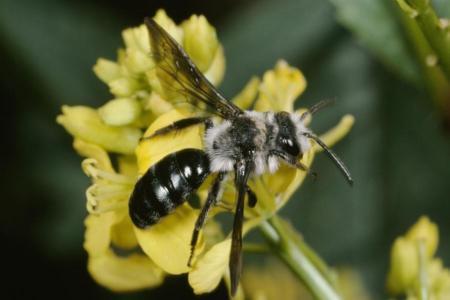 Die Schwarzblaue Sandbiene