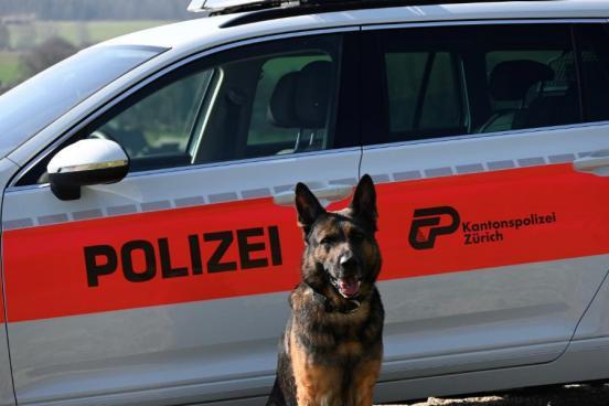 Erfolgreicher Diensthund Ivar vom Hause Meraner