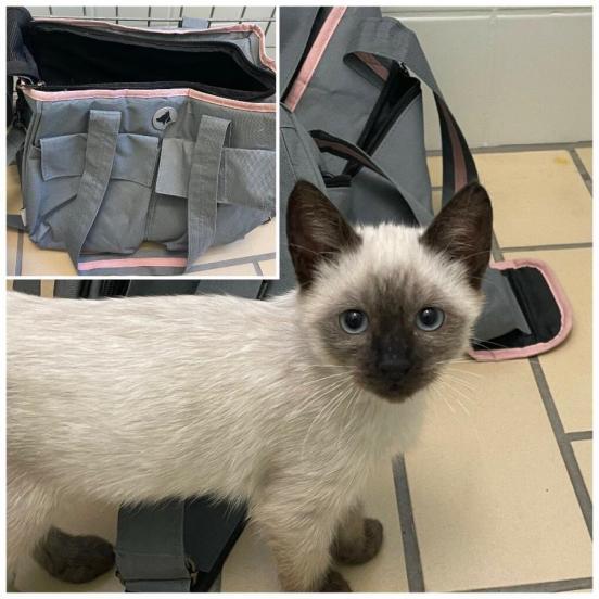 Eine von vier ausgesetzten Siam-Mischlings-Katzen 