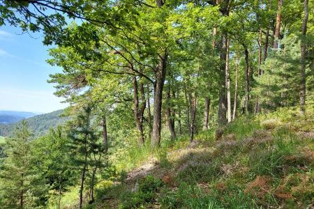 Vielfältige Wälder