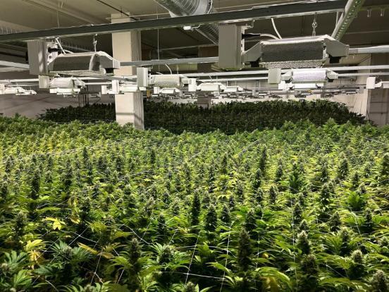 Viele Hanfpflanzen in einer Industriehalle