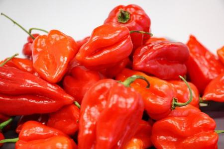 Frische Habanero-Chilischoten, die im Kantonalen Labor Zürich untersucht werden. 