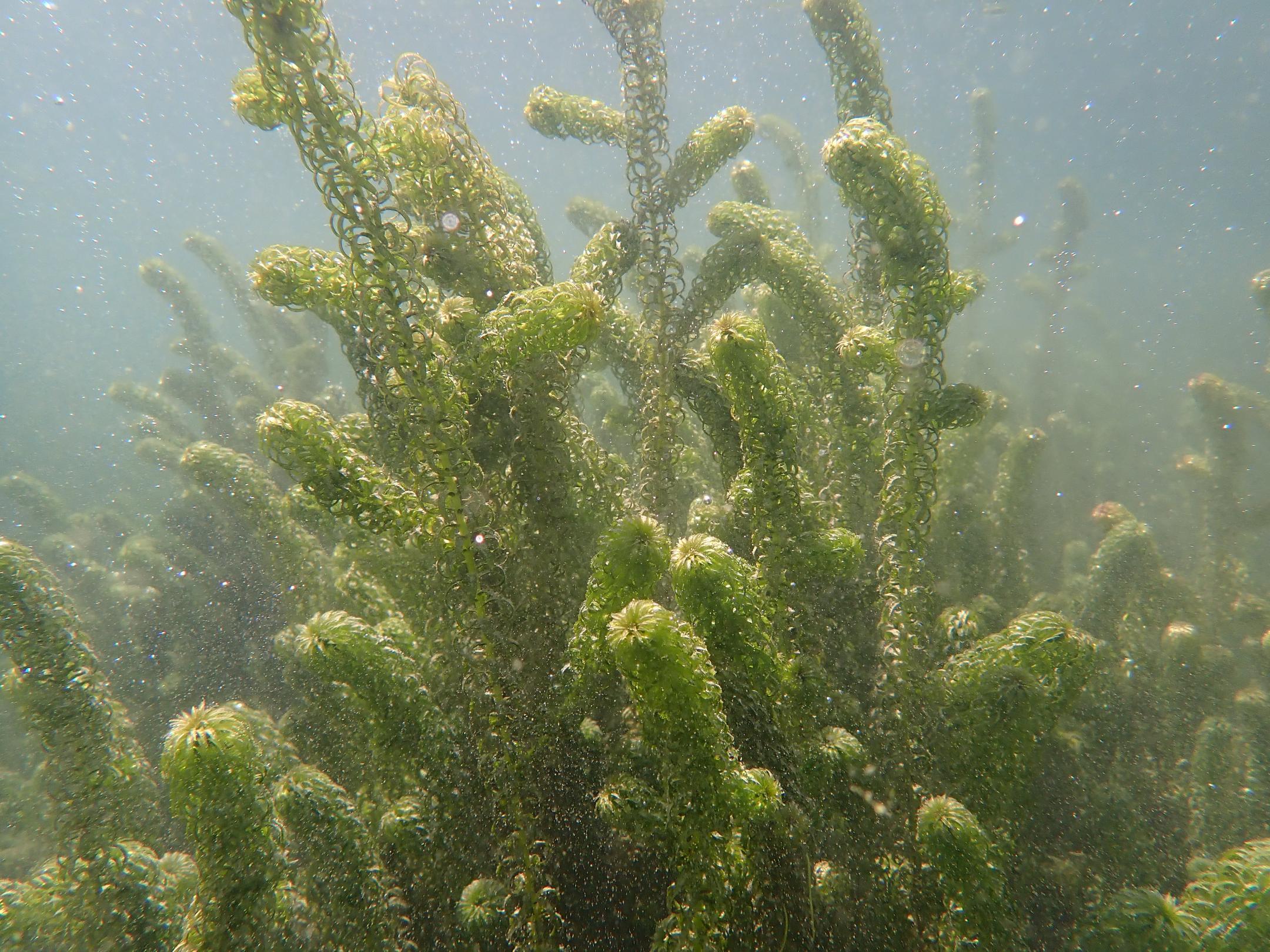 Das Bild zeigt den Seegrund am Genfersee bei La-Tour-de-Peilz, der von Schmalrohr überwuchert ist.