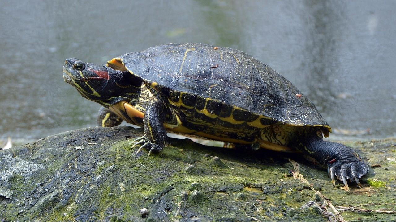 Eine Rotwan-gen-Schmuckschildkröte sitzt auf einem Stein