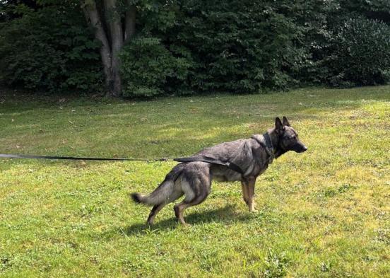 Raichu beim Fährten