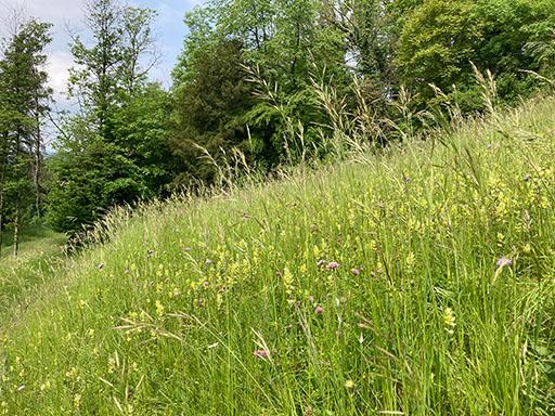 Extensiv genutzte Wiese mit verschiedenen Blumen