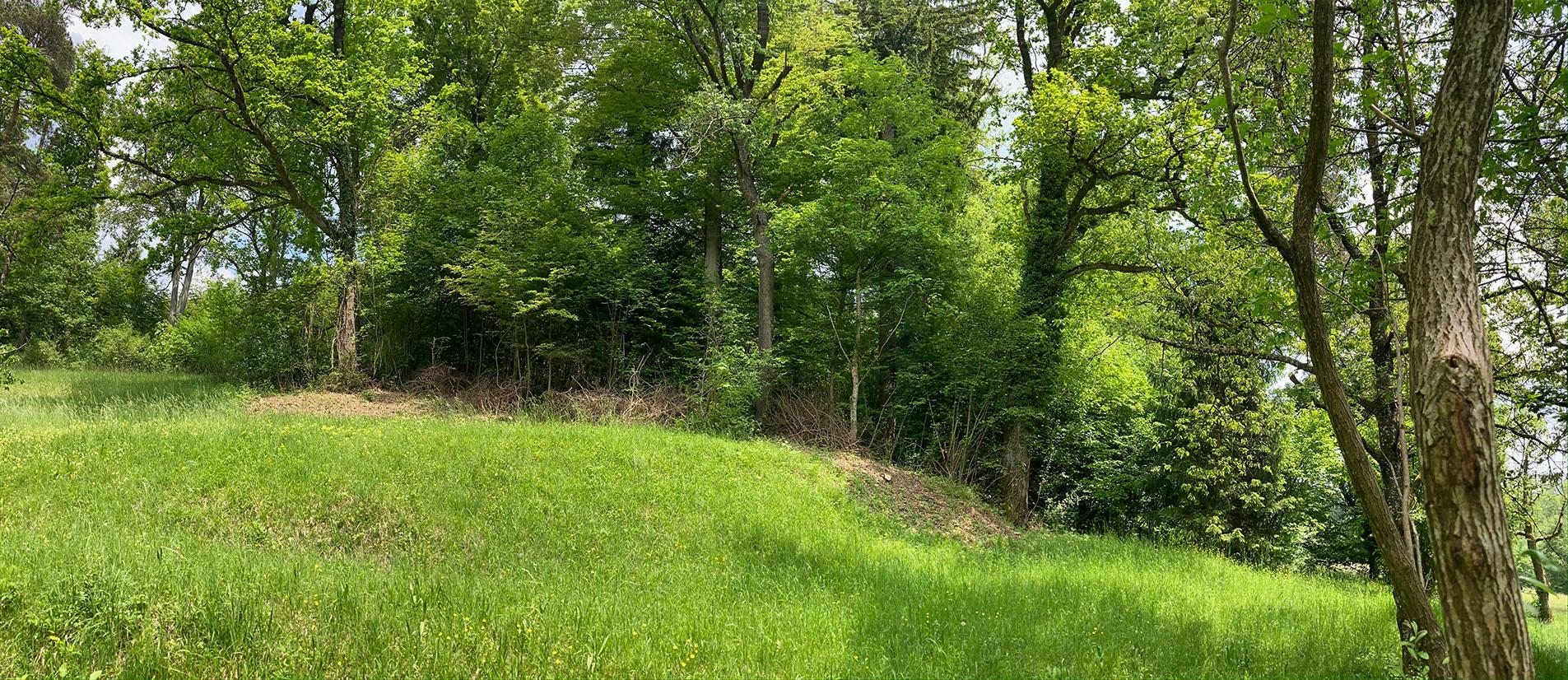 Wiese mit Bäumen im Hintergrund