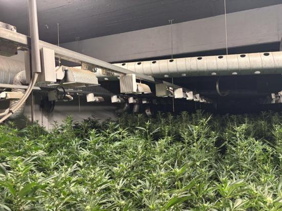 Fotos einer Hanfanlage mit diversen Pflanzen und dem Lüftungssystem