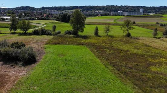 Das Foto zeigt eine grüne Wiese in der Mitte. Links davon ist ein Gebüsch, rechts davon eine artenreiche Riedwiese mit braungrüner hoher Vegetation. Im Hintergrund ist Zürich-Affoltern zu sehen.