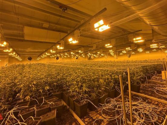 Eine grosse Hanf-Indoranlage in einer Halle