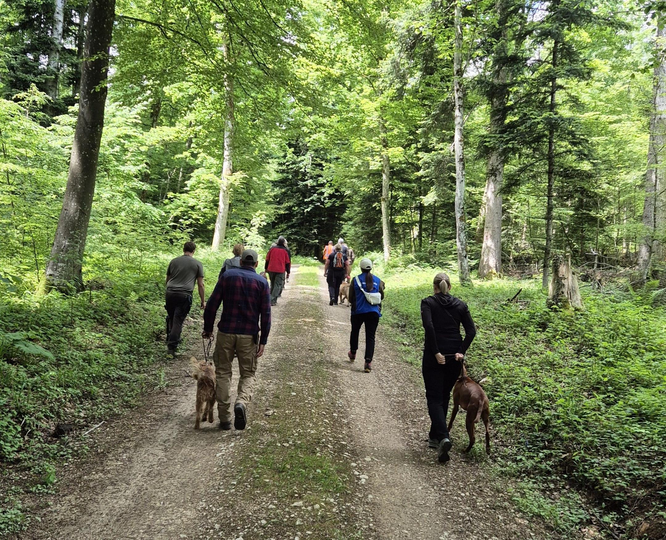 Personen mit Hunden unterwegs auf einem Waldweg.
