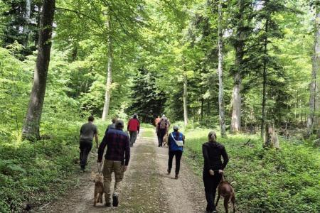 Personen mit Hunden unterwegs auf einem Waldweg.