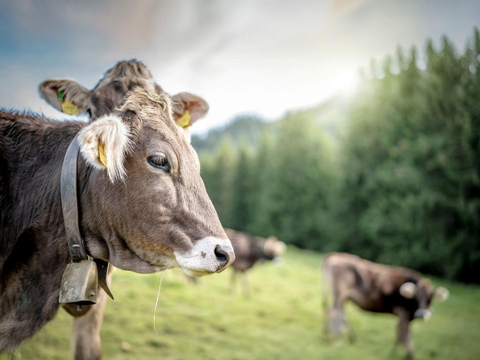 Braune Kuh mit Glocke auf einer grünen Weide, weitere Kühe unscharf im Hintergrund.