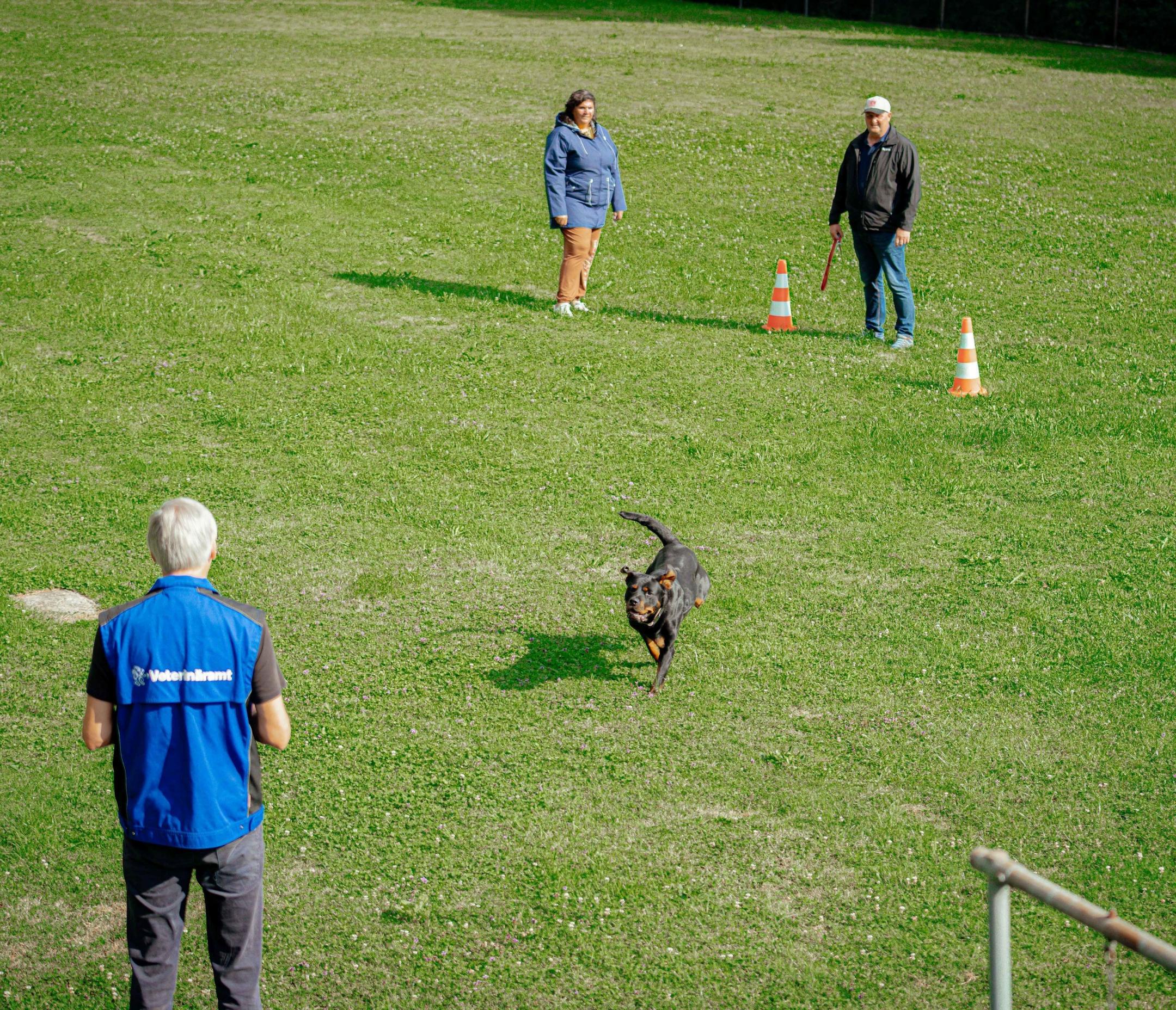 Hund rennt bei einer Wesensbeurteilung auf einer Wiese auf eine Person zu.