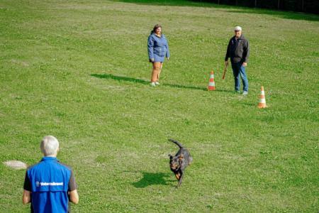 Hund rennt bei einer Wesensbeurteilung auf einer Wiese auf eine Person zu.