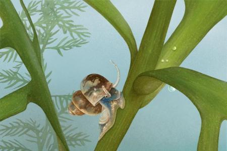 Illustration der Bauchigen Schnauzenschnecke.