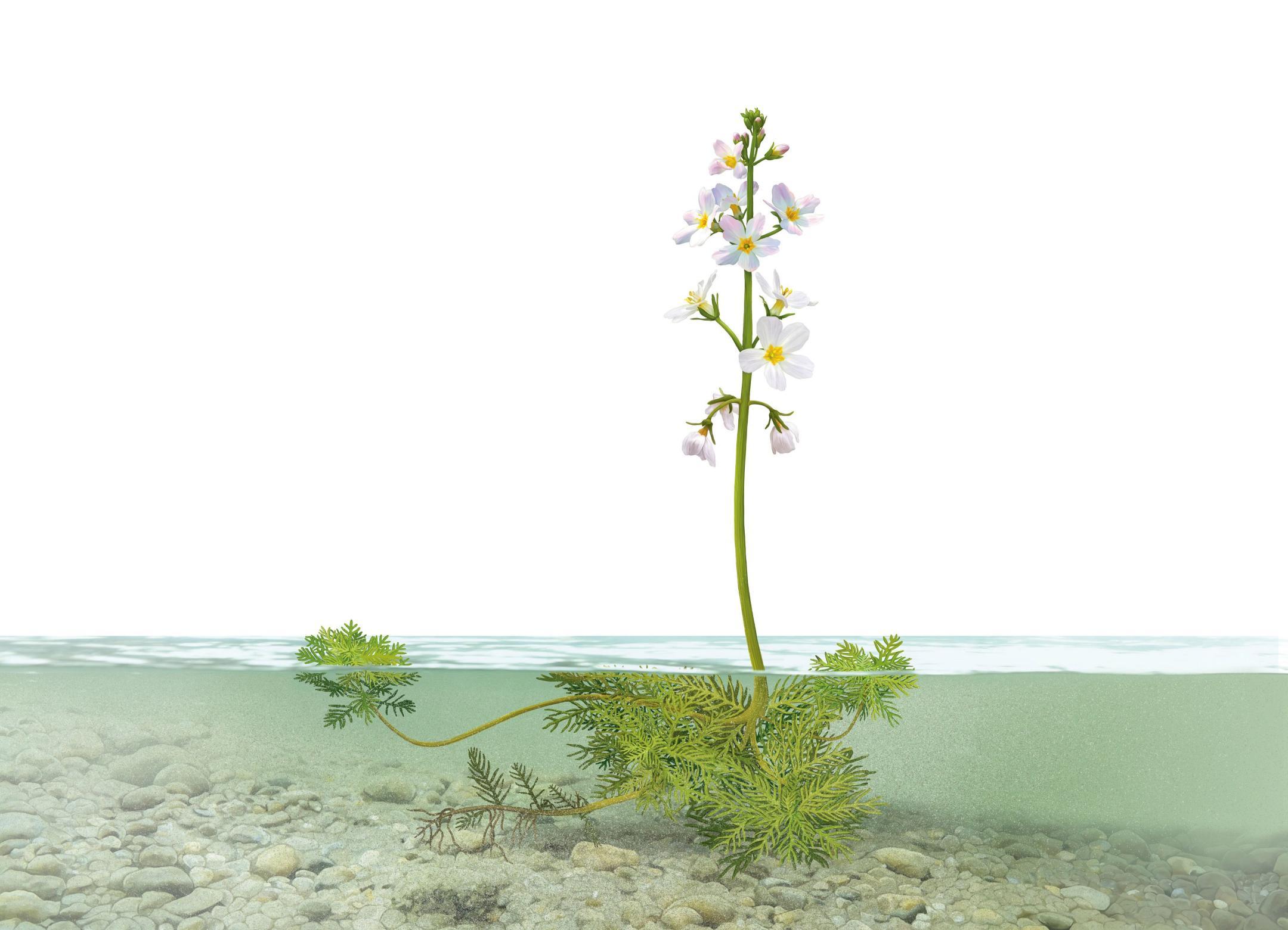 Illustration der Wasserfeder, einer Süsswasserpflanze.