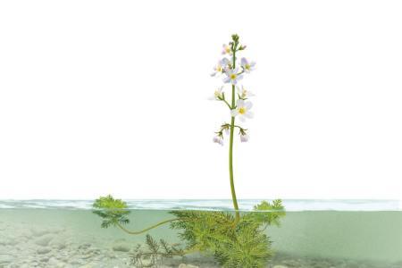 Illustration der Wasserfeder, einer Süsswasserpflanze.