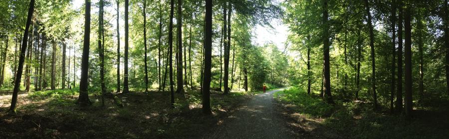 Panorama-Aufnahme eines Waldes mit vielen Nadelbäumen. In der Ferne ist eine Forstwartin in roter Arbeitskleidung zu erkennen. 