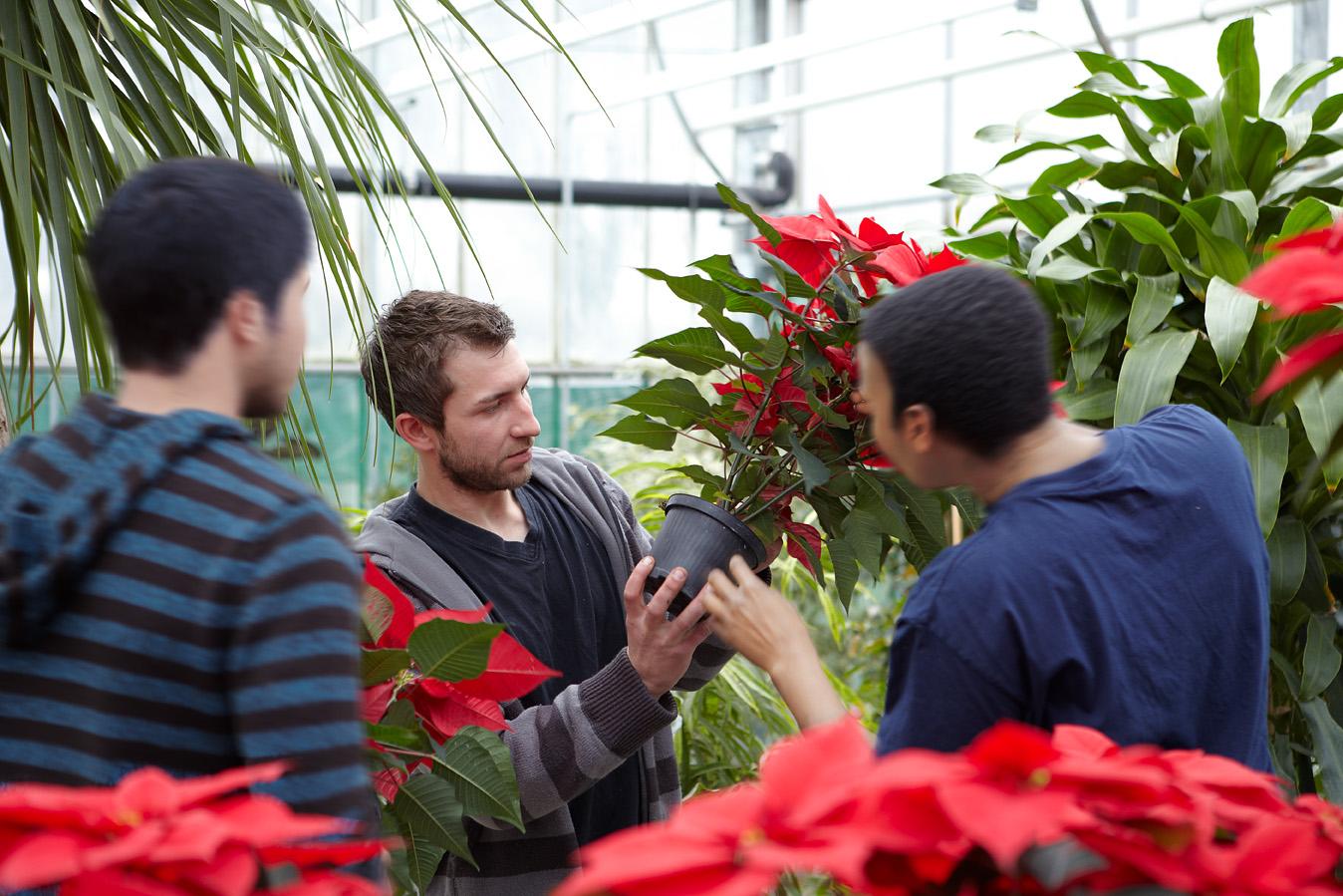 Drei Männer schauen in der Gärtnerei zusammen eine Pflanze an