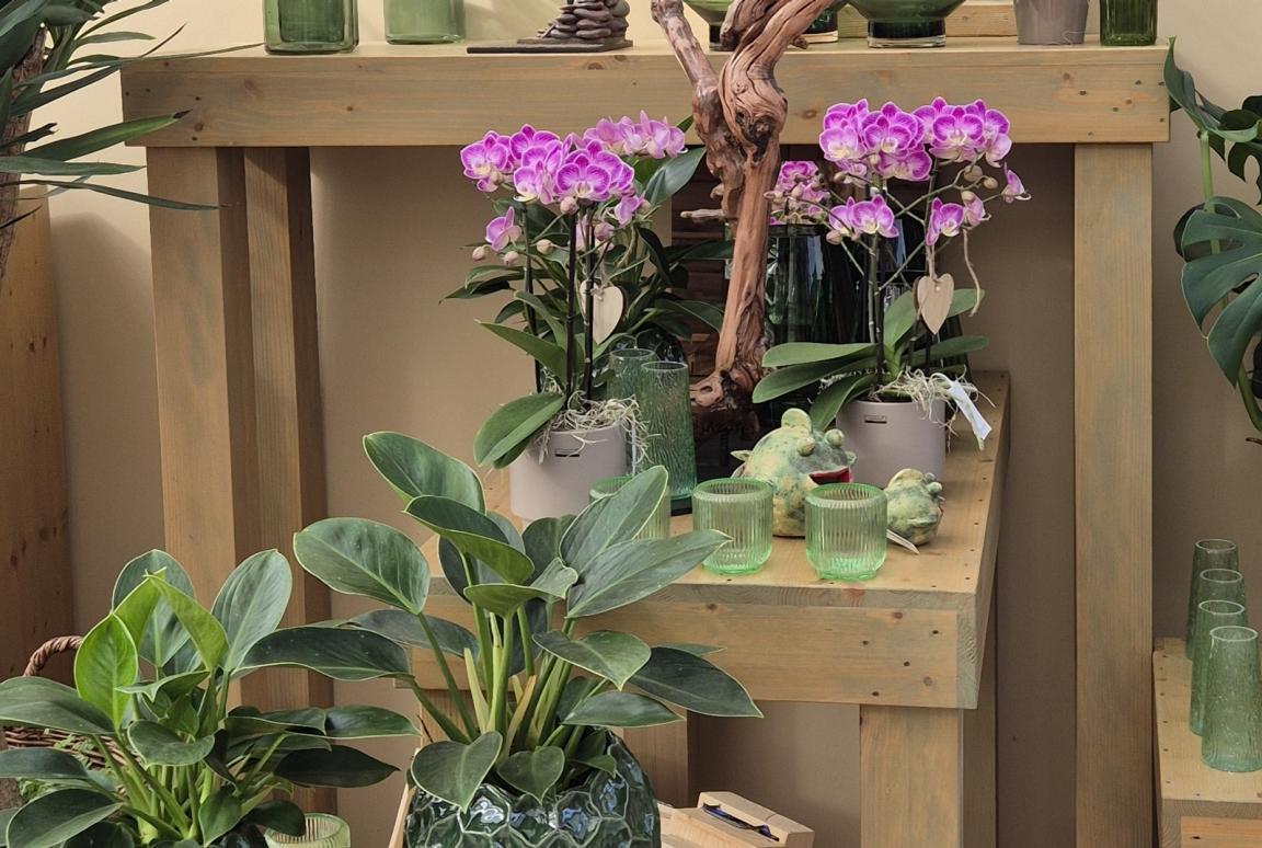 Holztische mit Orchideen und Zimmerpflanzen in Töpfen., die darauf stehen.
